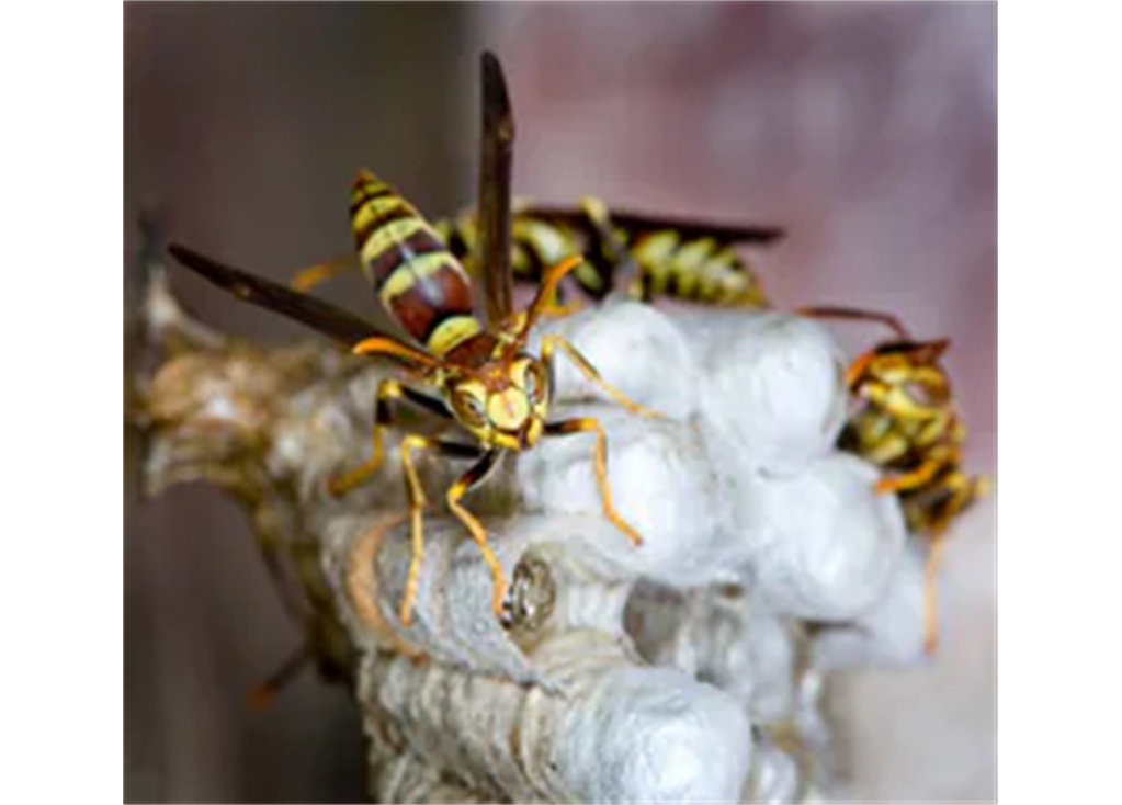 How to Handle Your Dog's Wasp or Bee Sting